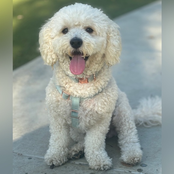 Meet your Posher, Lilly - Picture 5 of 16